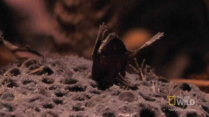 Xem loài cóc kì dị sinh con từ lưng