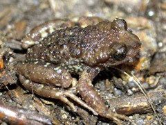 Những loài lưỡng cư quái dị nhất hành tinh