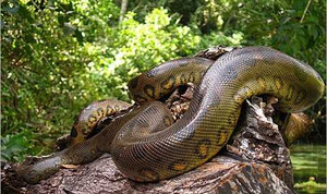 Clip: Báo đốm tác chiến quần trăn đến chết