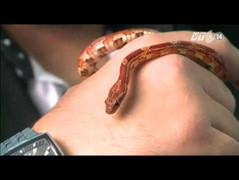 Clip: Rắn xuất hiện trên máy bay, hành khách hoảng loạn