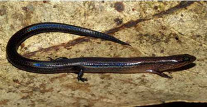 Thằn lằn 'siêu nhỏ' mới ở Việt Nam