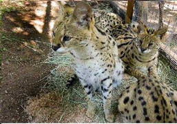 Nữ nhân viên bị mèo rừng cắn chết