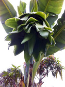 Cây chuối trổ buồng kỳ lạ chưa từng thấy