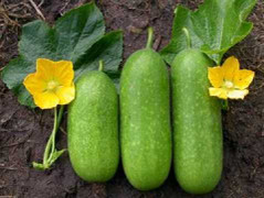 Tiêu mỡ hiệu quả với thực phẩm mùa đông