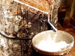 Giảm thuế xuất khẩu một số mặt hàng mủ cao su