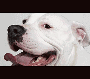 Chó cưng ăn cụt hai cánh tay bà chủ