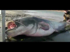 Cận cảnh cá trê khổng lồ nặng hơn 1 tạ