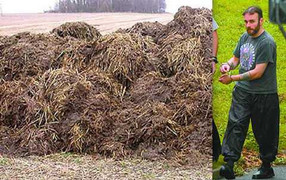 Bệnh lạ: Khỏa thân lăn lộn trong phân bò