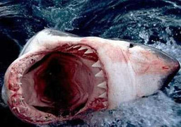 Clip: 'Sát thủ' đại dương tung mình đớp trọn sư tử biển