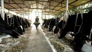 Tạo lập giá trị chung: Giải pháp phát triển bền vững và đổi mới nông thôn VN