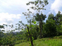 Lạ lùng nơi người dân không được bén mảng ra mộ tổ tiên