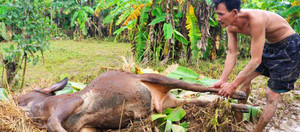Nỗi đau vùng lũ: Gạt nước mắt xẻ thịt trâu bò ăn thay cơm