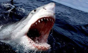 Rợn tóc gáy màn săn sư tử biển của cá mập