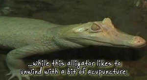 Xem động vật đột biến gen trở nên trắng toát