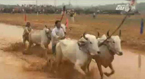 Video: Lễ hội Đua bò Bảy Núi tại Hà Nội