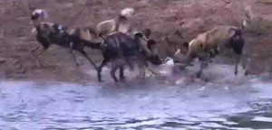 Clip: Đàn chó hoang xé xác con mồi đã kiệt sức
