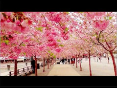 Hà Nội sắp ngập tràn hoa anh đào
