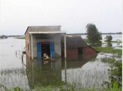 'Bão Haiyan' từng đổ bộ Việt Nam, xác người vắt đầy trên cây