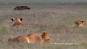 Video: Linh cẩu bị cả đàn sư tử truy sát nghiệt ngã