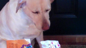 Clip: Bị đổ tội oan, chú chó khóc tủi thân