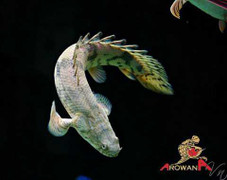 'Quái vật biết đi' giá nửa triệu đồng