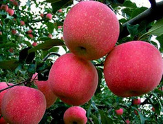 Thực hư hoa quả Trung Quốc phá hủy nội tạng