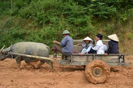 Đánh chết vợ vì một cỗ xe trâu