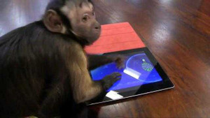 Clip: Khỉ chơi game trên iPad siêu hơn cả người
