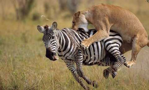 Những cú vồ mồi kinh hoàng của sư tử