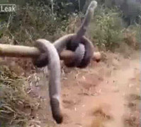 Cận cảnh rắn hai đầu không đuôi ở Trung Quốc