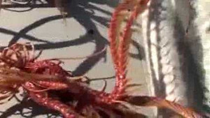 Xôn xao sinh vật lạ bạch tuộc 'lai' rết