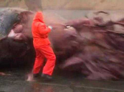 Kinh hoàng cảnh cá voi khổng lồ phát nổ