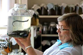 Rợn người thăm trang trại nuôi đỉa chữa bệnh ở Nga