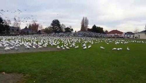 Clip: Đàn ngỗng nghìn con tạo ra một cơn 'sóng thần'