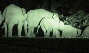 Đàn voi rừng lại tấn công khu dân cư