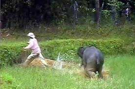 Video: Đàn voi rừng đổ về làng phá phách