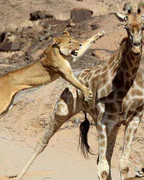 Video: Sư tử con thể hiện bản năng săn mồi 'tàn bạo'