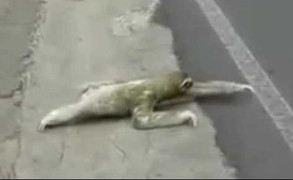 Xôn xao clip sinh vật lạ lổm ngổm bò qua đường