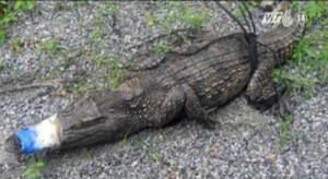 Cá sấu lạ xuất hiện trên Quốc lộ 1A