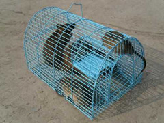 Bố mẹ lo bắt chuột để con nộp đủ 3 đuôi