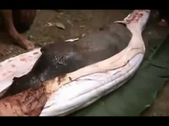 Video: Nuốt nguyên con lợn, trăn khổng lồ chết nghẹn