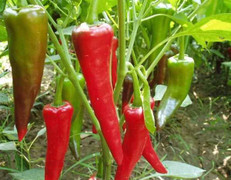 Clip: Phát 'điên' sau khi ăn thử ớt cay nhất thế giới