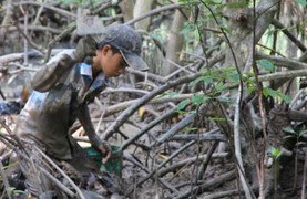 Bắt giun trong rừng Đước nơi Đất Mũi - Cà Mau
