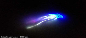 Sinh vật lạ phát sáng rúng động cư dân mạng