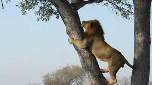 Video: Sư tử đực và cái leo lên cây tranh cướp thức ăn