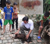 Xôn xao thông tin chó đực đẻ con ở xứ Nghệ