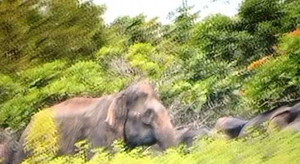 20 con voi rừng hung hãn tấn công thị trấn Ea Súp