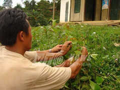 Sự thực lời nguyền khiến 100 người tự sát bí ẩn