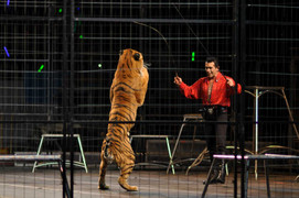 Video: Hổ cắn xé huấn luyện viên trong lúc biểu diễn