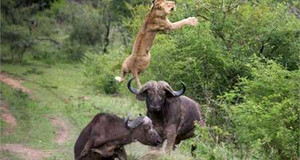 Video: Trâu rừng dũng mãnh quật chết sư tử cứu bạn